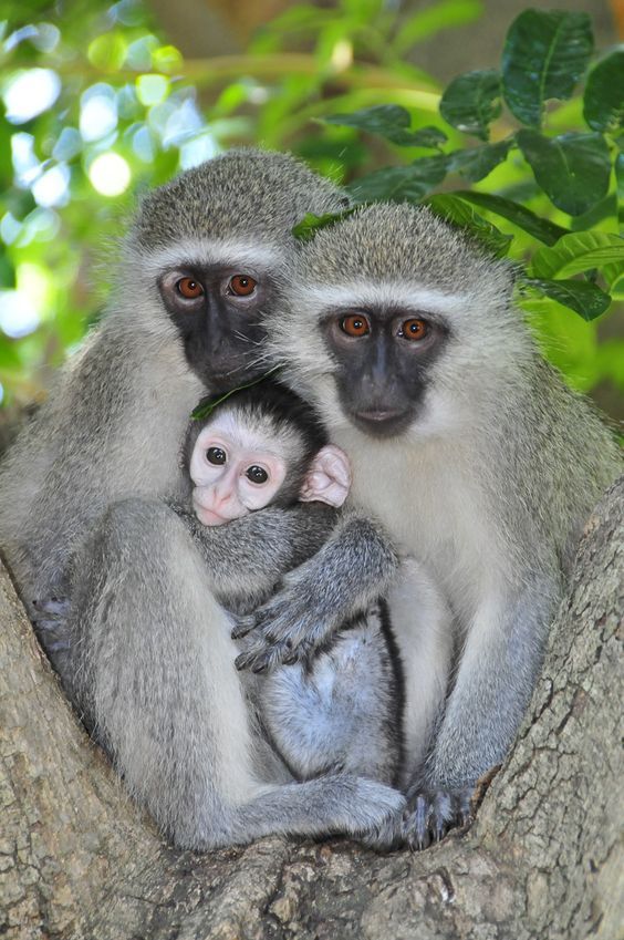 Boabeng-Fiema Monkey Sanctuary