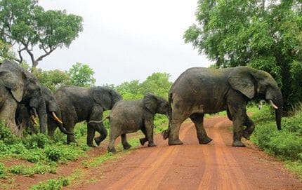 Mole National Park